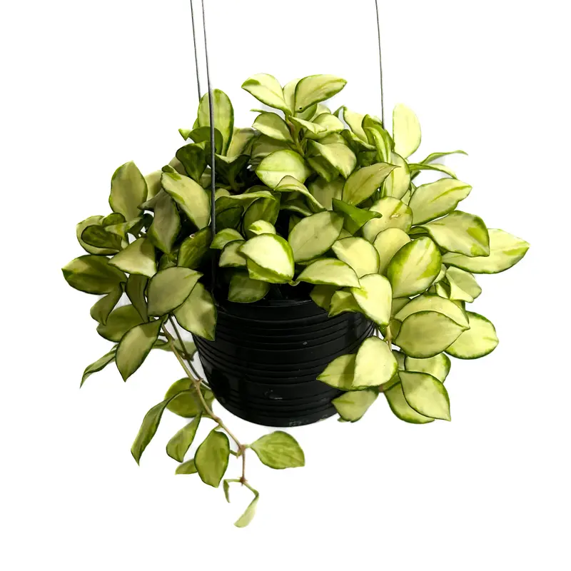 100%品質 621 heuschkeliana 斑入り ホヤ ヘウスケリアナ Hoya 植物