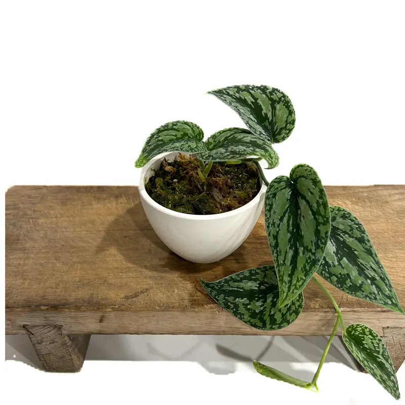 スキンダプサス トリカラー「Scindapsus Tricolor」6/12-202 | SH...