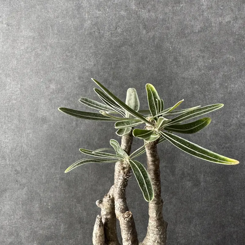 ちびグラ グラキリス現地球 剪定跡あり 発根済み