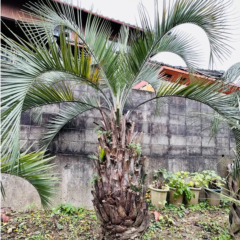 ココスヤシの実＆ココスヤシの種＆ココスヤシの苗