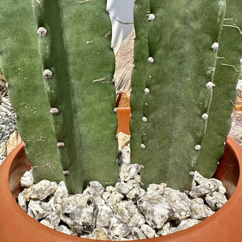 越冬済み　柱サボテン 鬼面角　8頭発根　サボテンブランチ　サボテン　大型ブランチ 越冬済み！ 柱サボテン 鬼面角 8頭発根 サボテンブランチ ロック