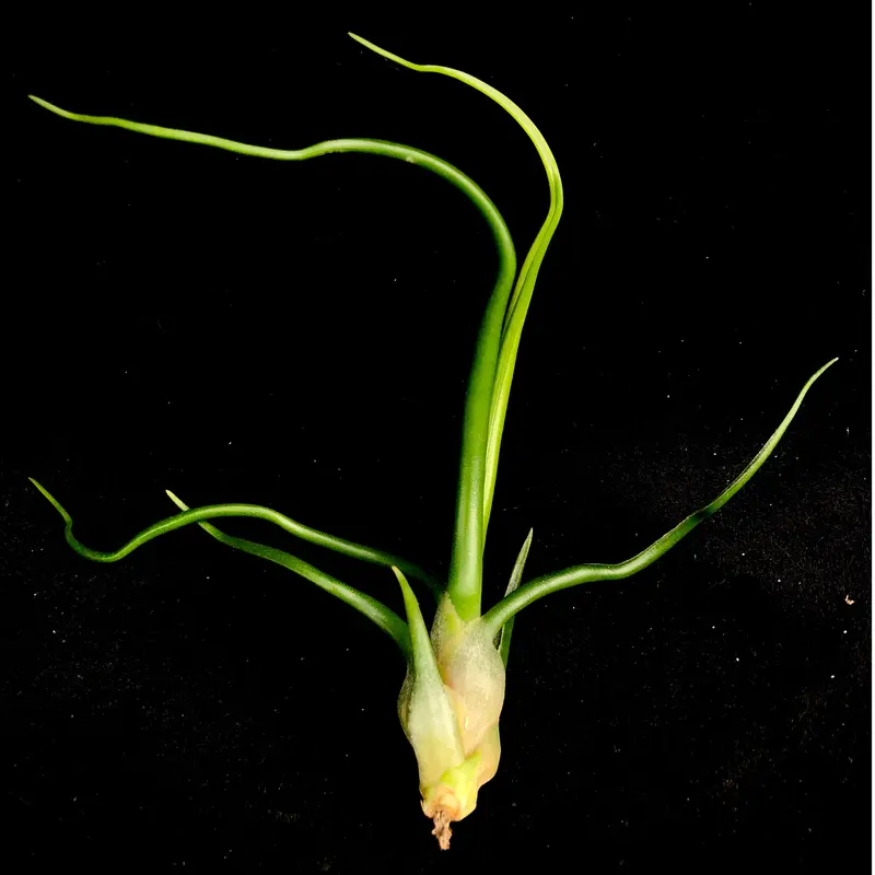 天下家植物界】Tillandsia bulbosa f.alba/ティランジア ブルボーサ