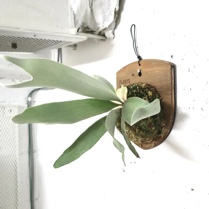 ビカクシダ ベイチーシルバーフロンド