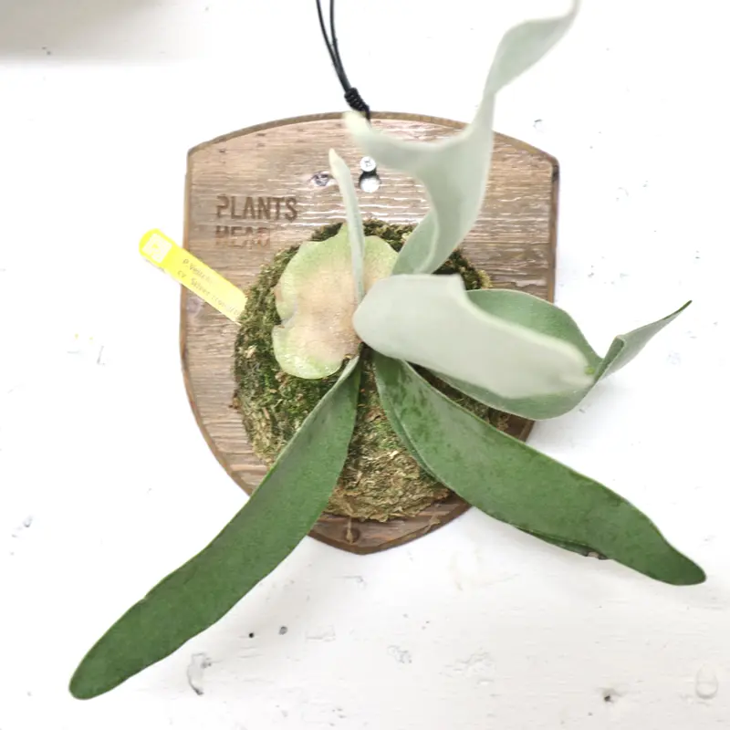 P1027 ビカクシダ ビーチー シルバーフロンド ベイチー ヴィーチー P