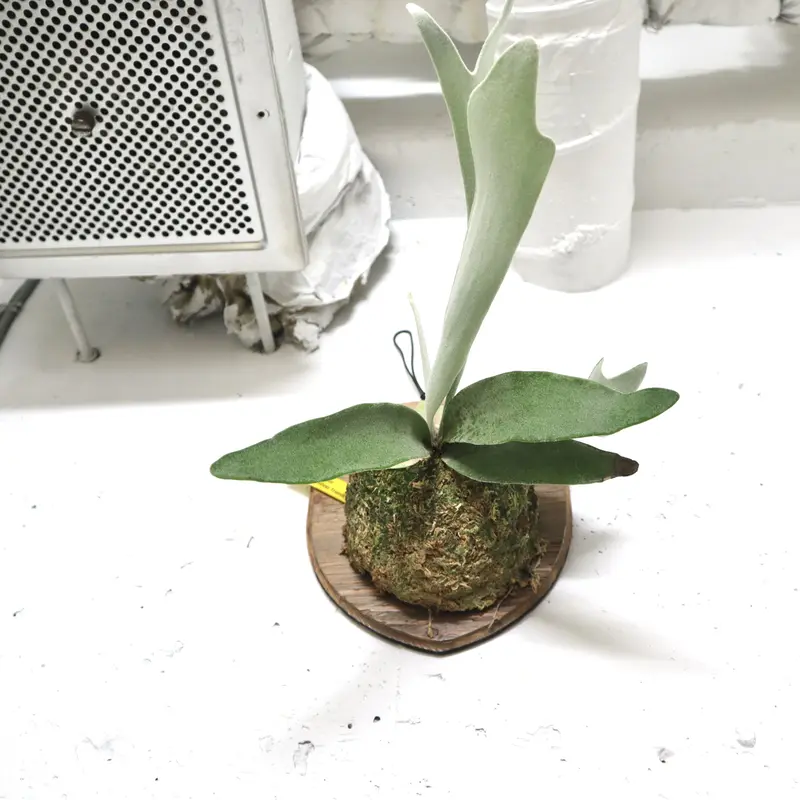 P1027 ビカクシダ ビーチー シルバーフロンド ベイチー ヴィーチー P