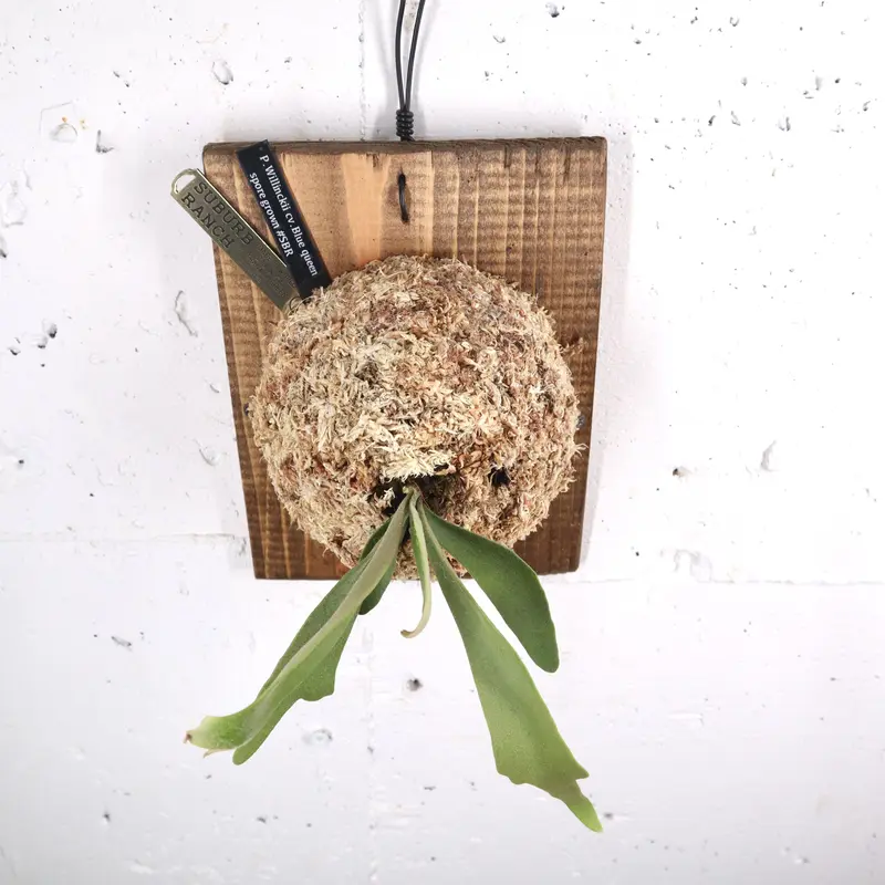 P1483 ビカクシダ ウィリンキーブルークイーン P. Willinckii 'Blue