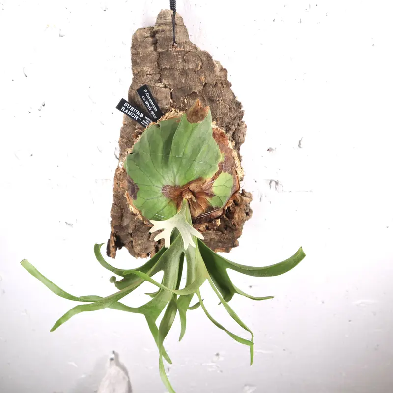 ヤマト工芸 P. coronarium 'White' コロナリウム ホワイト ビカクシダ