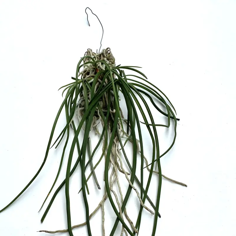 セイデンファデニア ミトラタ Seidenfadenia mitrata 洋蘭 大株 観葉