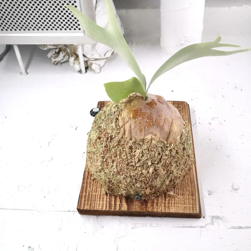 P1417 ビカクシダ 白ビフル P. Bifurcatum sp White