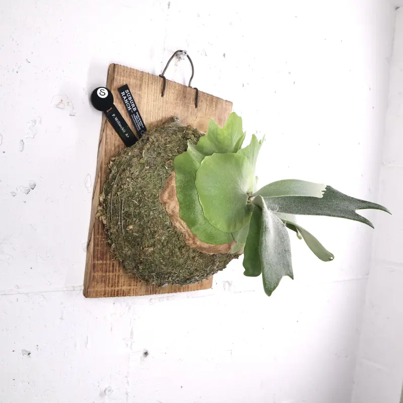 p.willinckii cv.Aplus Specialビカクシダウィリンキー 【公式通販】
