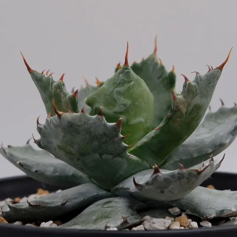 人気スポー新作 Agave isthmensis ✕ parrasana ハイブリッド 植物