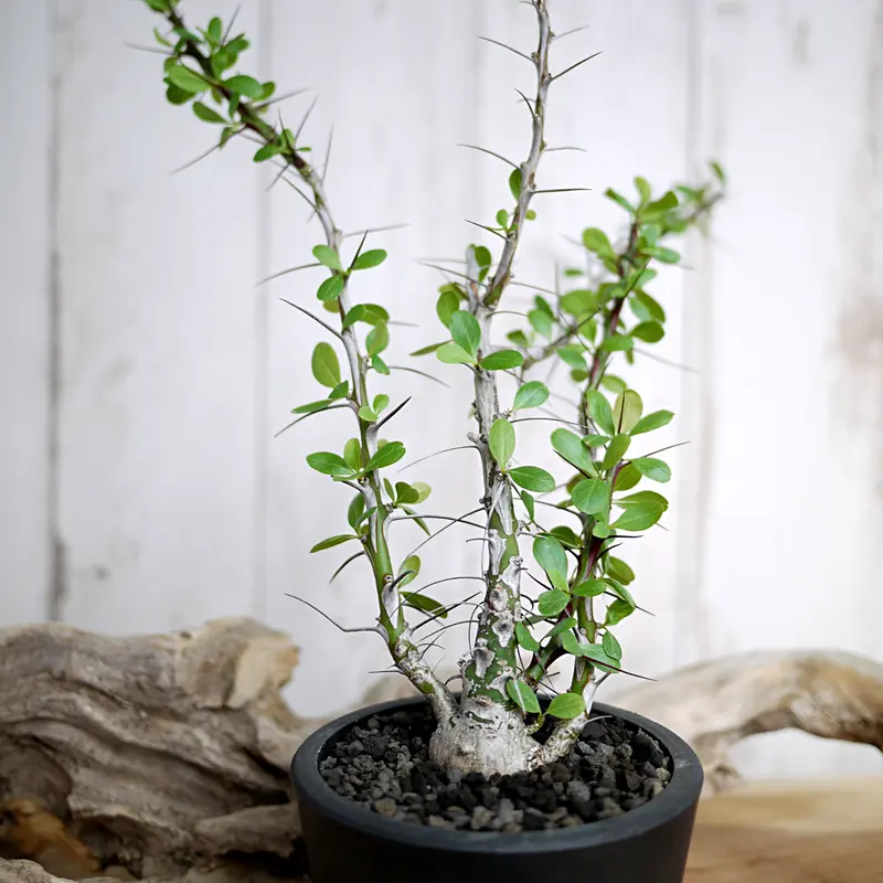 Fouquieria fasciculata フォークイエリア ファシクラータ 5粒 Fouquieria fasciculata フォークイエリア ファシクラータ 5粒