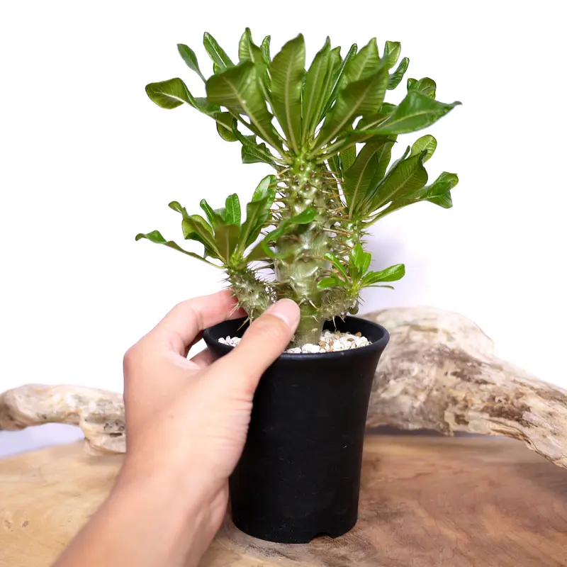 実生】Pachypodium ambongense パキポディウム・アンボンゲンセ | cu...