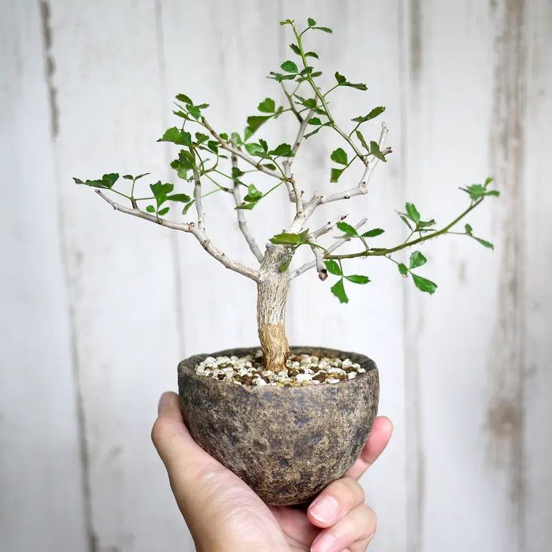 種子2粒 コミフォラプラニフロンス Commipha planifrons Yahoo!オークション - コミフォラ プラニフロンス Commiphora