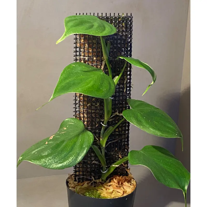 Philodendron sp. from Iquitos Peru [tanakay] |