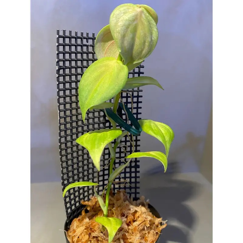 Philodendron sp. from Iquitos Peru [tanakay] |