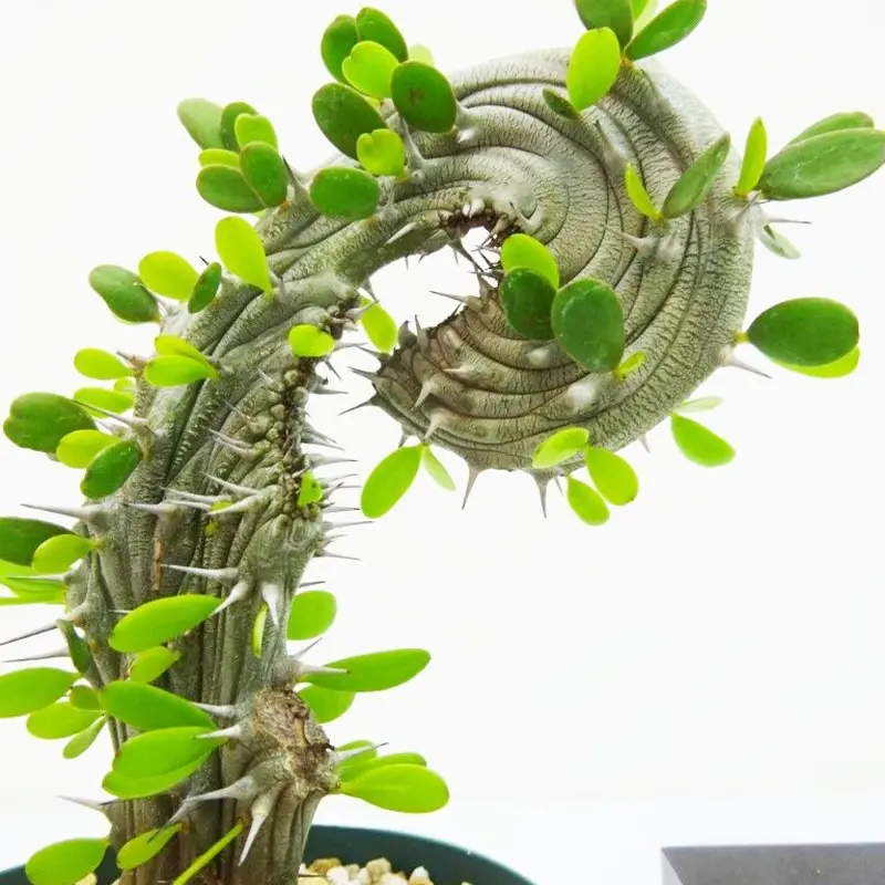 Alluaudia procera 'cristata' アローディア プロセラ 亜竜木 綴化...