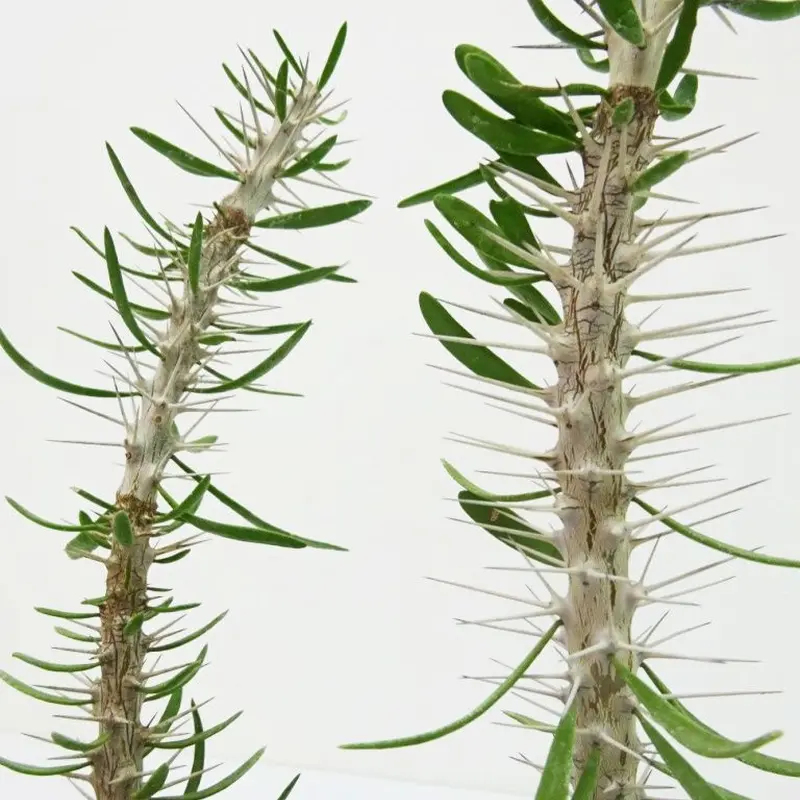 Didierea petignatii ディディエレア ペティグナティー | THE GREE...