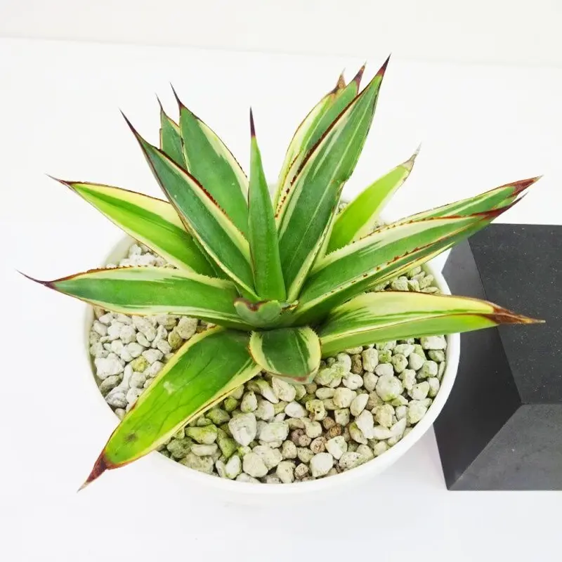 Agave 'Snow Glow' アガベ スノーグロー | THE GREEN HOUSE