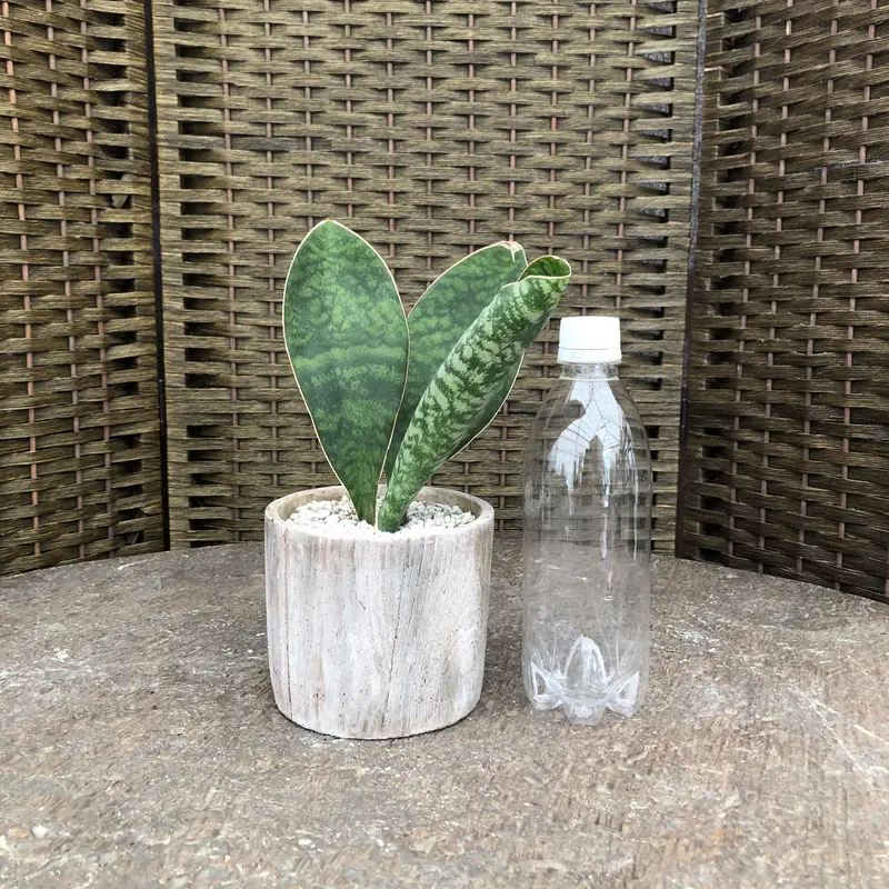 最安値】 サンセベリア マッソニアーナ - anterior.semillanueva.org