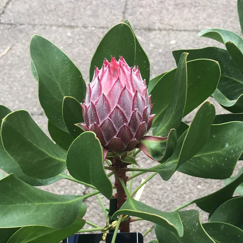 キングプロテア リトルプリンス 6号 | 多気園芸 Online Shop