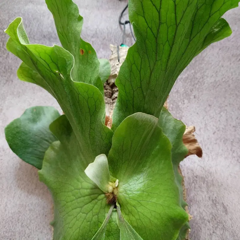 に初値下げ! ビカクシダ・ステマリアPlatycerium stemaria - 通販
