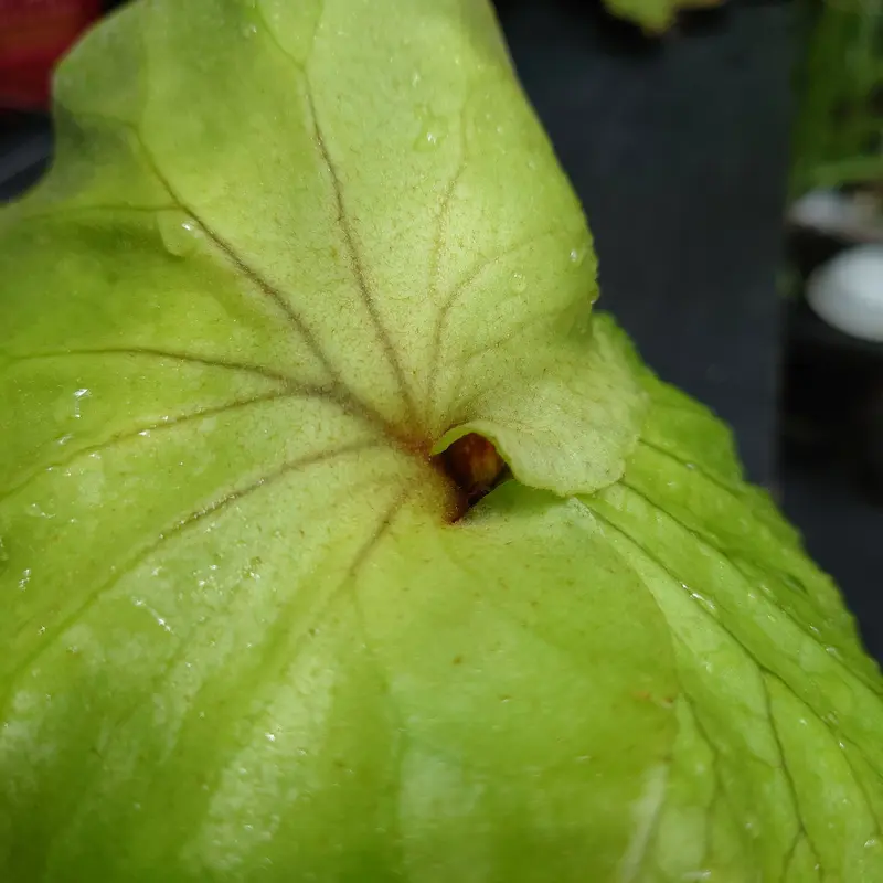 ビカクシダ キッチャクード Platycerium mt.kitshakood コウモリラン...