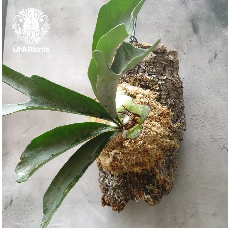 入荷中 ビカクシダのべイチーです！ 植物/観葉植物 - education.semel