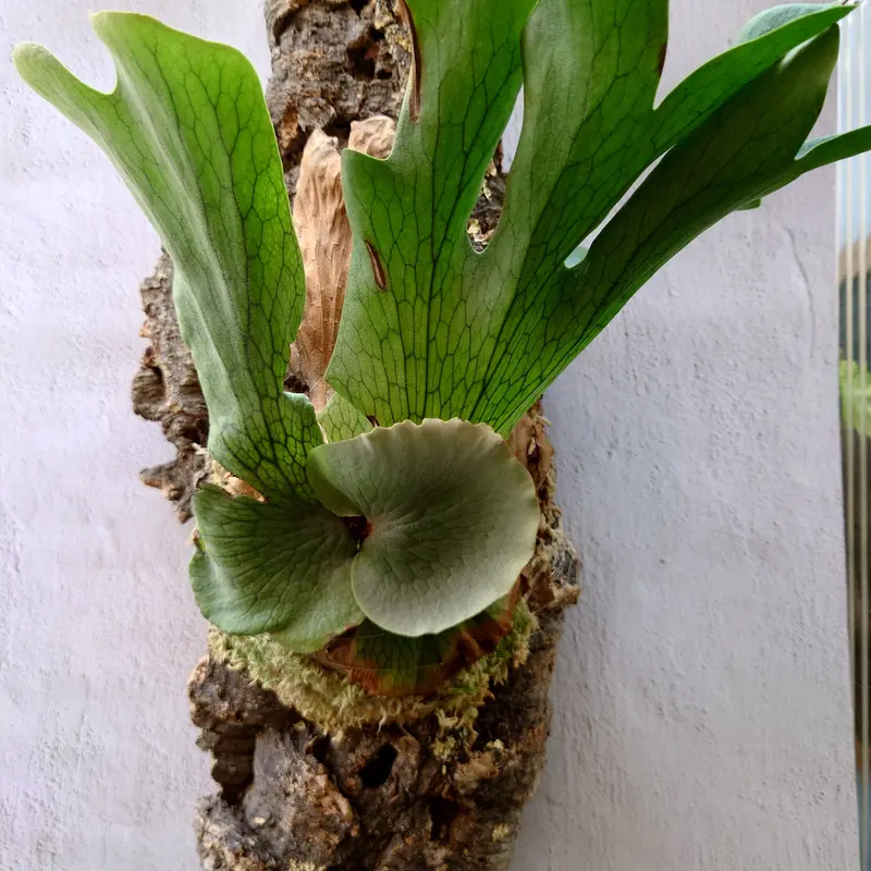 diamond_plants】ビカクシダホルタミーXワンダエ交配種ホルタミー 