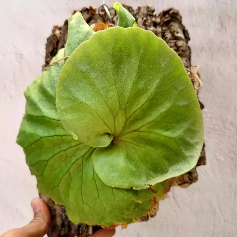 ビカクシダ キッチャクード Platycerium mt.kitshakood コウモリラン