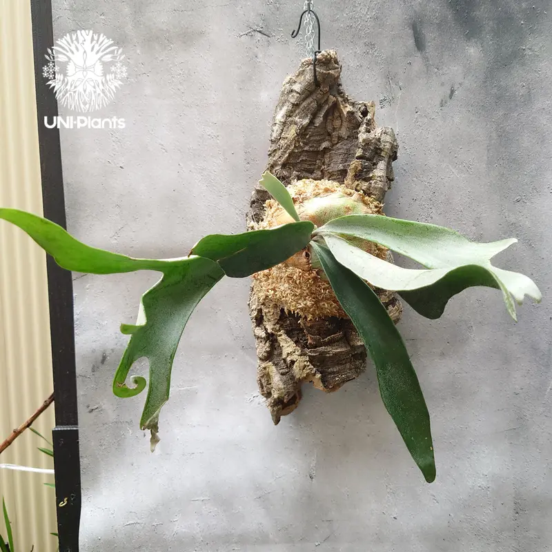 ビカクシダ ベイチーシルバーフロンド