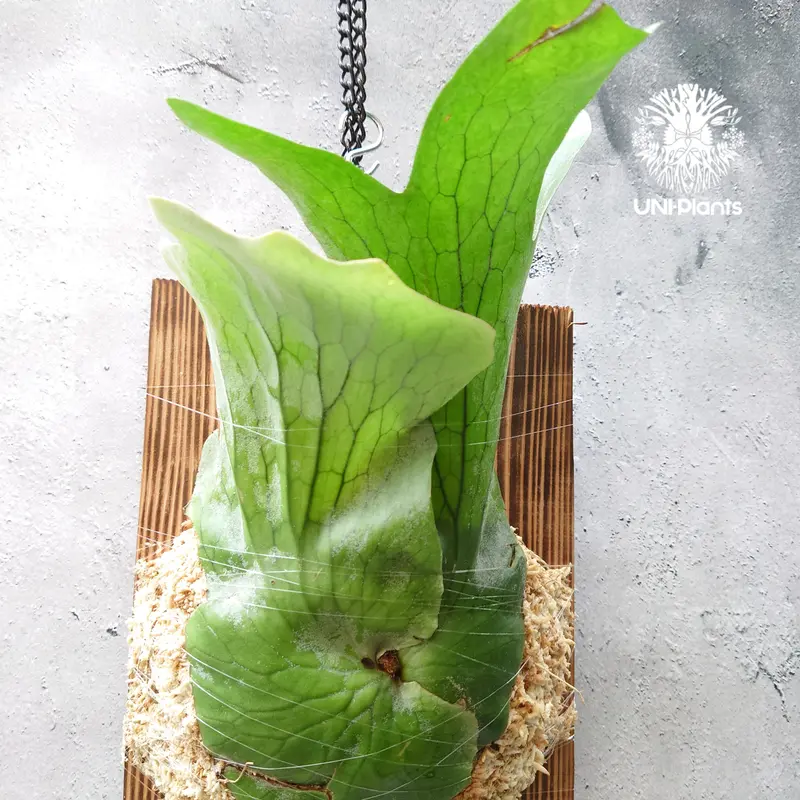 P.holttumii WILD from Hat Yai ホルタミー P.holttumii WILD from Hat