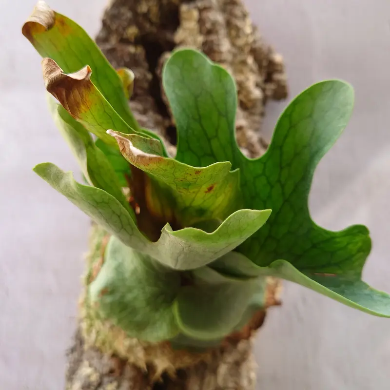diamond_plants】ビカクシダホルタミーXワンダエ交配種ホルタミー 