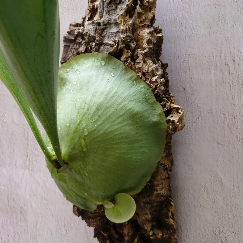 ビカクシダ スモールファーン platycerium small farn 子株付き!