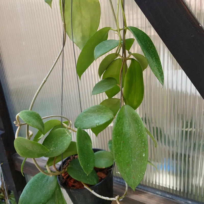 ホヤ アルドリッチ （サクララン） Hoya aldrichii