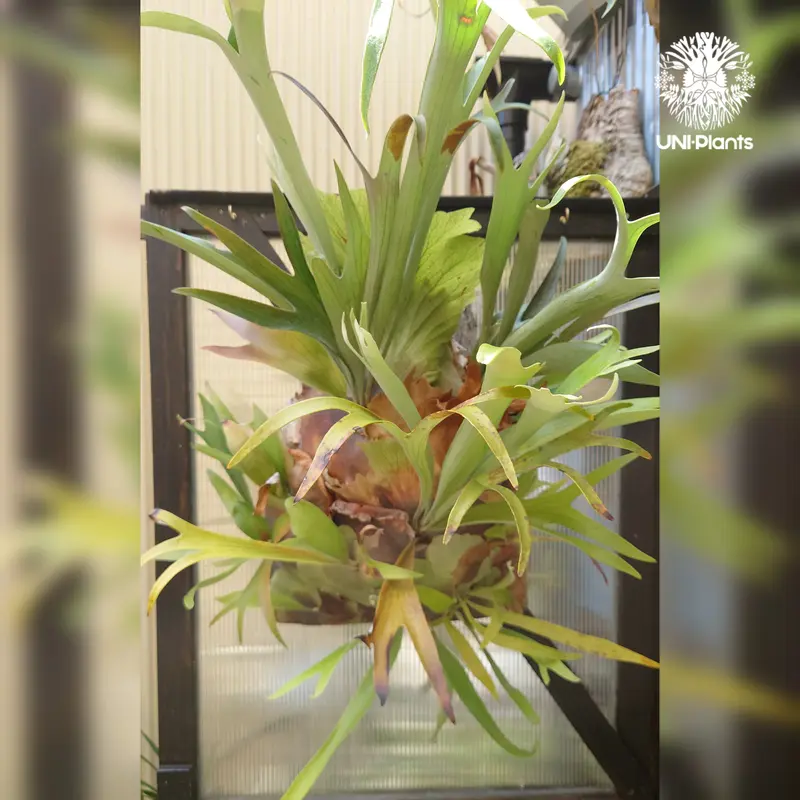 ビカクシダ 品種不明 Platycerium コウモリラン ビカクシダ子株 植物