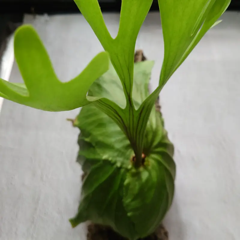 ビカクシダ キッチャクード Platycerium mt.kitshakood コウモリラン