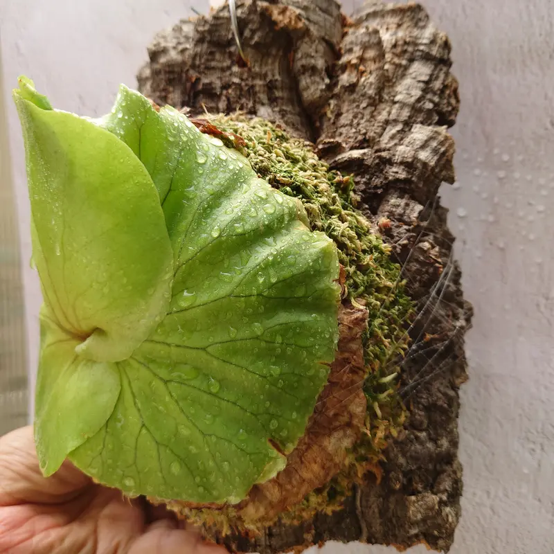 ビカクシダ キッチャクード Platycerium mt.kitshakood コウモリラン...