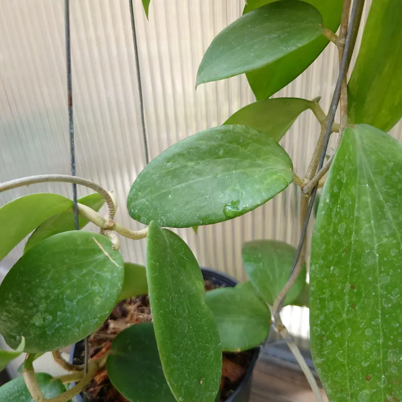 ホヤ アルドリッチ （サクララン） Hoya aldrichii