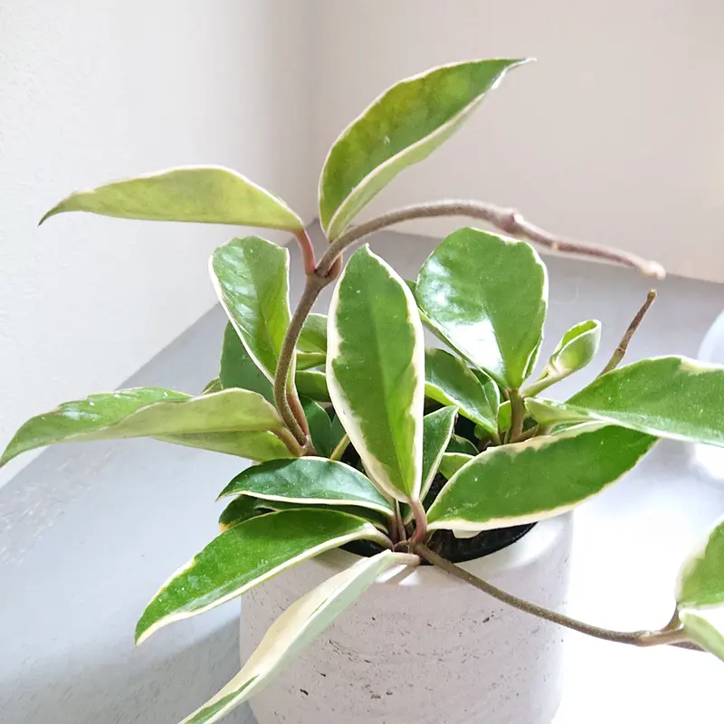 激安 606 中斑入り ホヤ カルノーサ コンパクタ バリエガタ Hoya