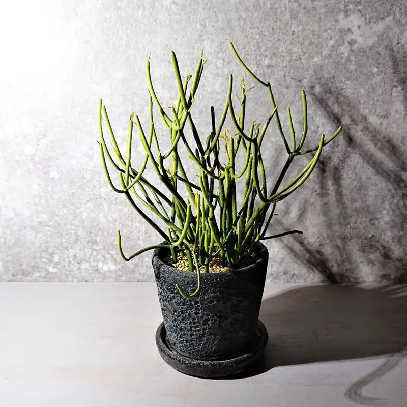 観葉植物　ミルクブッシュ 観葉植物 ミルクブッシュ 尺鉢