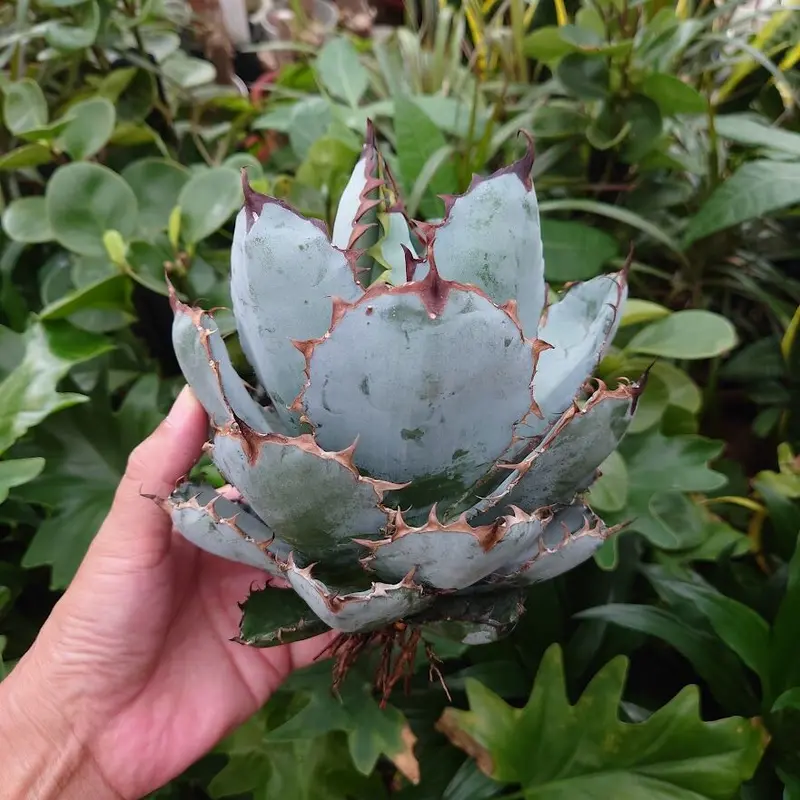 アガベ チタノタ ブラックアンドブルー Agave titanota black&blue B...