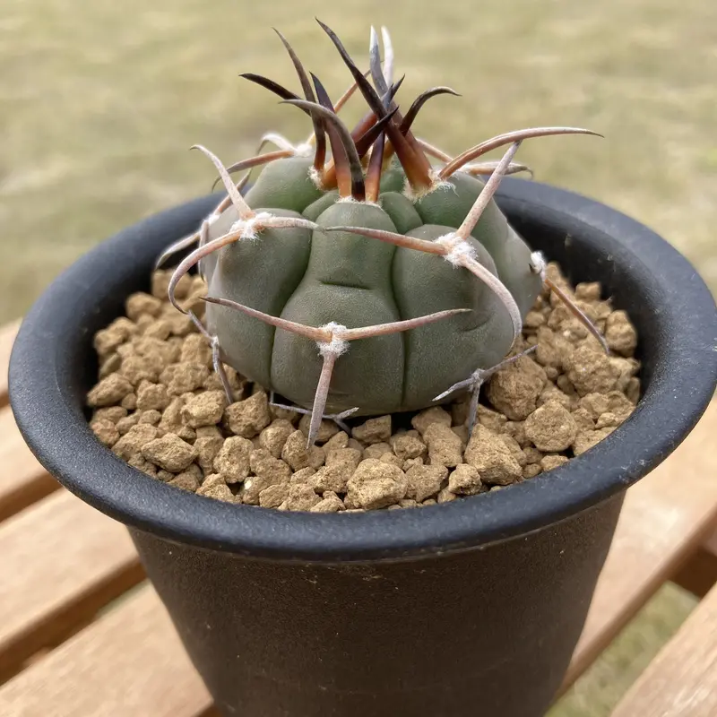 ○○サボテン ギムノ ギムノカリキウム 守金魔天竜 実生 ○○