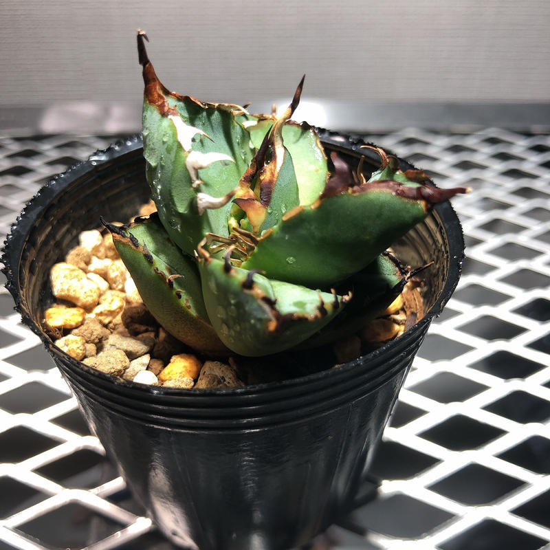 再×14入荷 アガベ “黒鯨”(Titanota “Black Whale)【台湾産】 | www