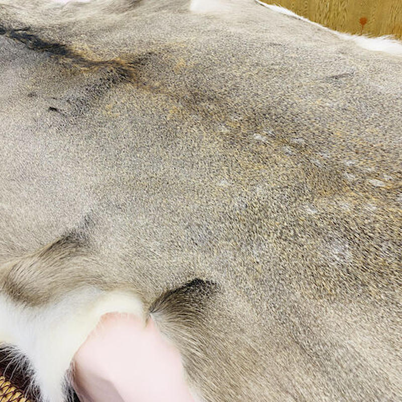 5/7迄!ディスカウント】美品!エゾ鹿姿ラグ【北海道 天然】-