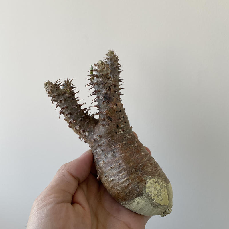 新着】Pachypodium makayense 魔界玉 6【超新鮮株・発根管理したい方 ...