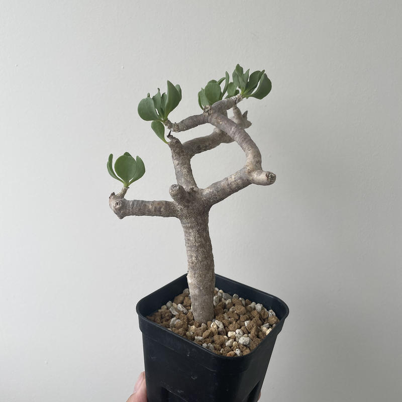 新品同様 【塊根植物】オトンナ フルカタ 植物/観葉植物 - abacus-rh.com