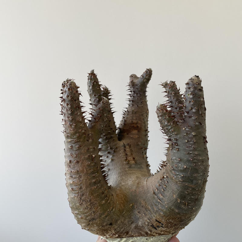 新着・特大】Pachypodium makayense 魔界玉 5【超新鮮株・発根管理 ...