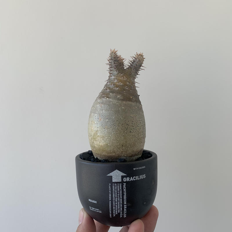 valiem グラ専 パキポディウムグラキリス 発根済