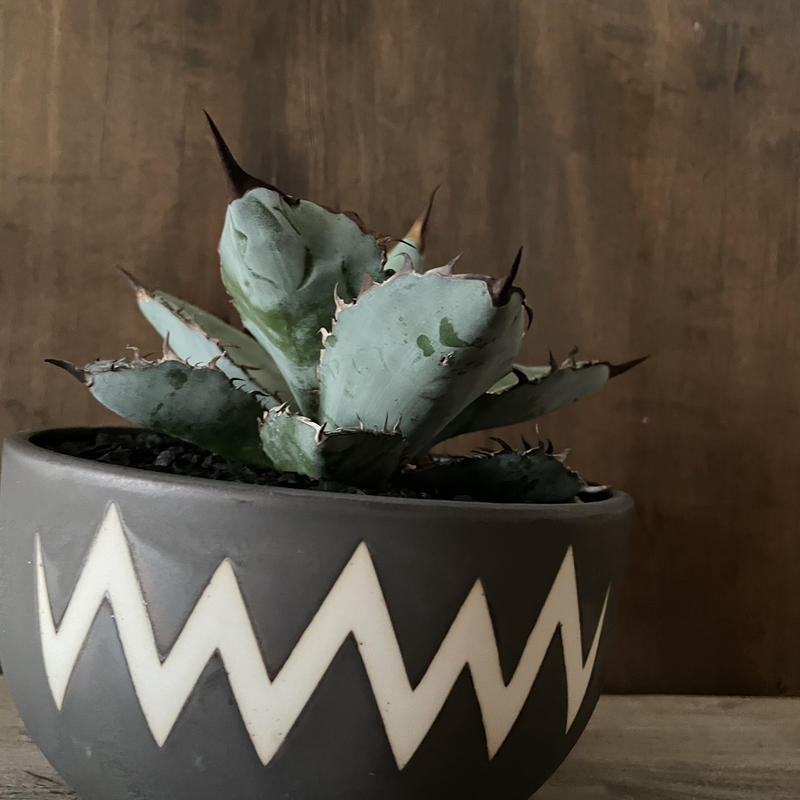 valiem チタノタ | loneoakpoint.com